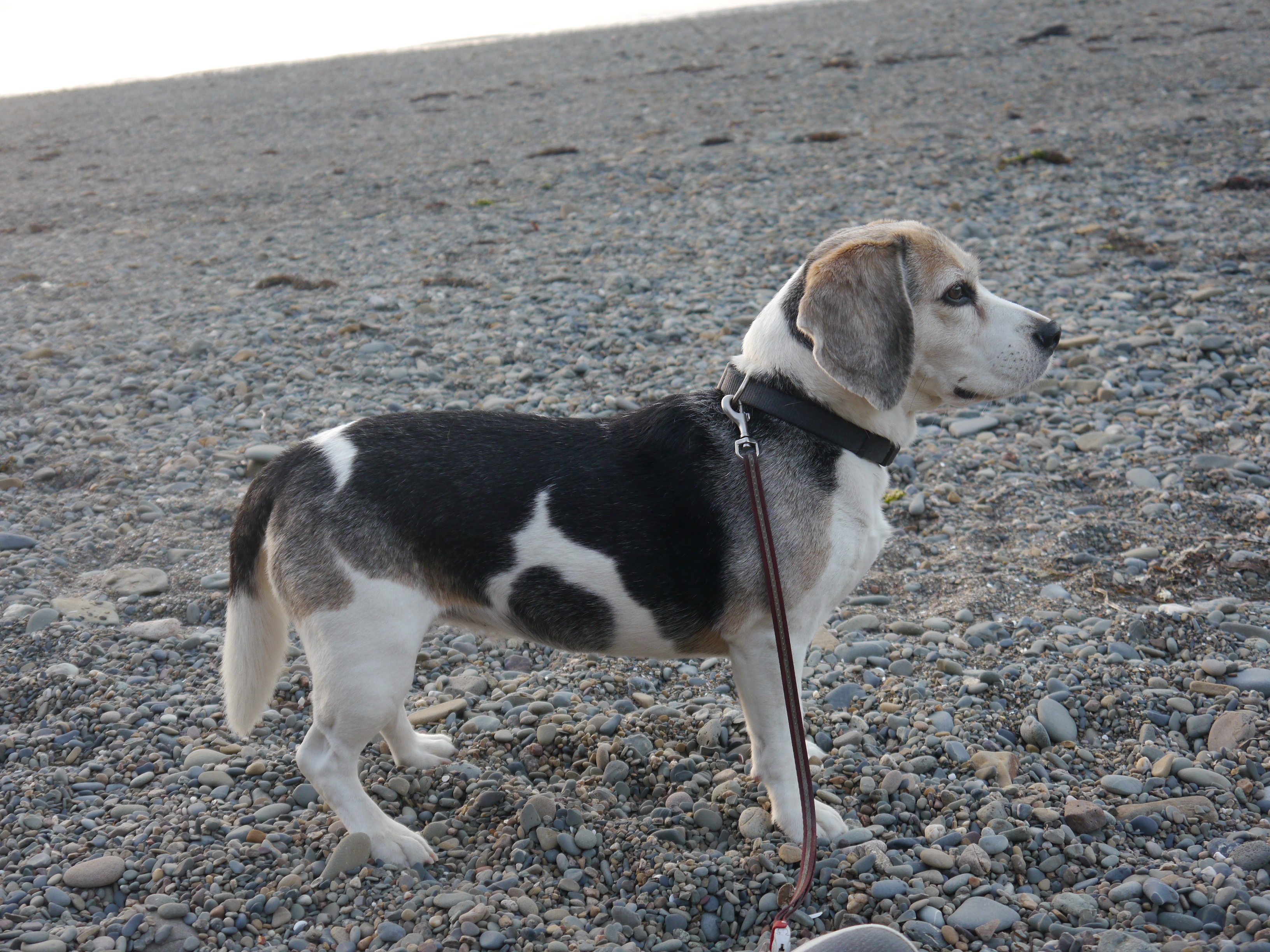 Beagle Tamika