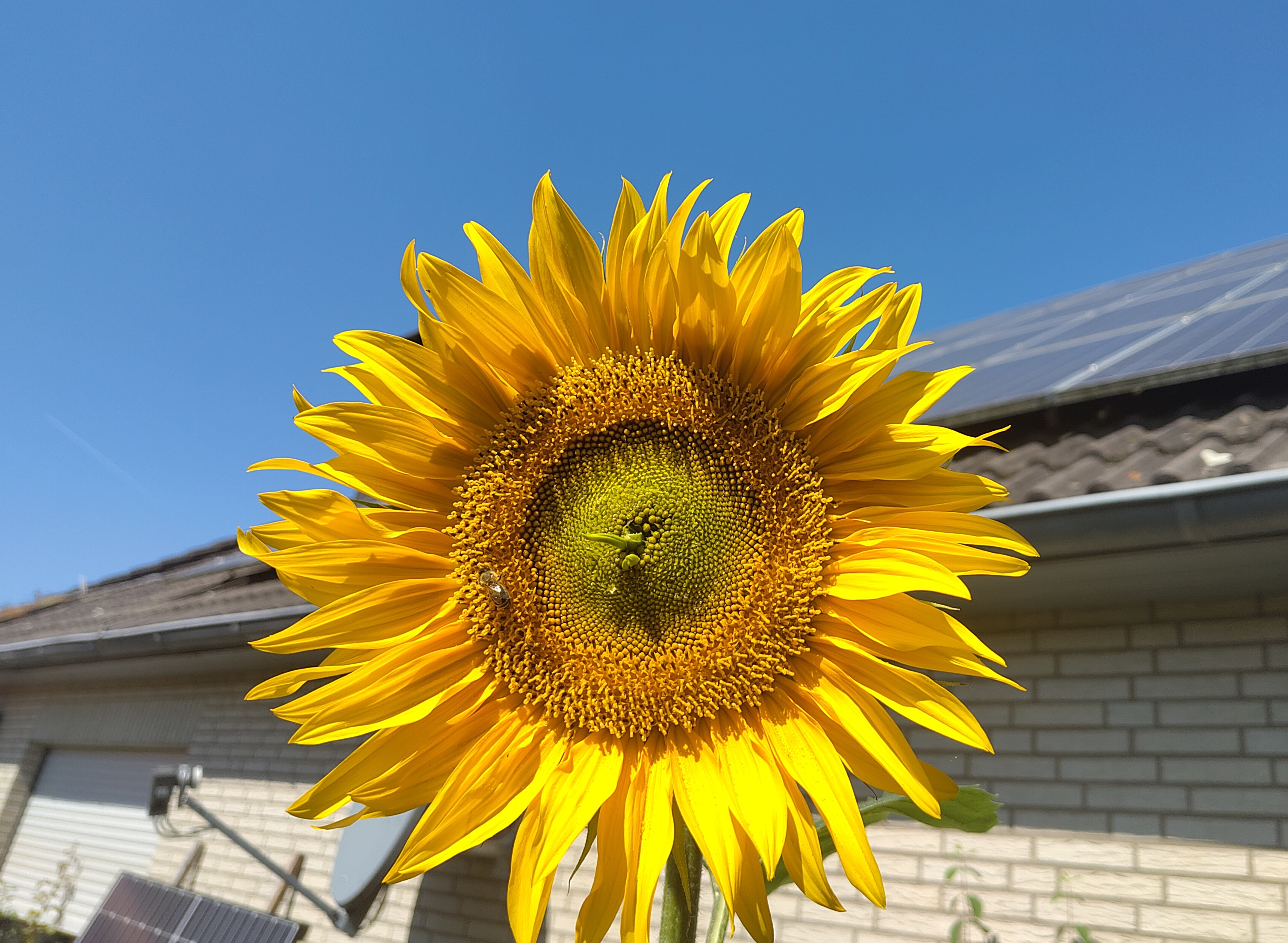 Sonnenblume