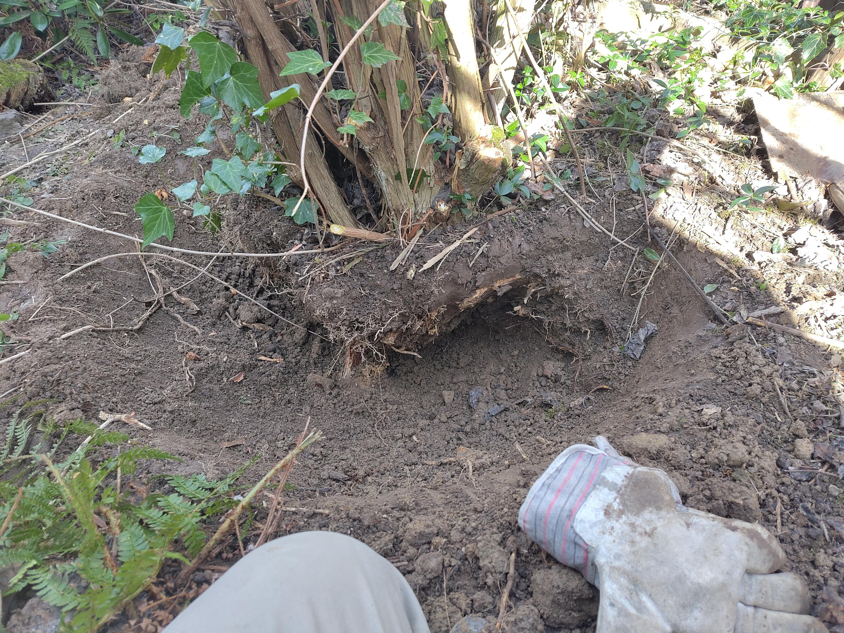 Ich knie vor einer halb ausgegrabenen Wurzel