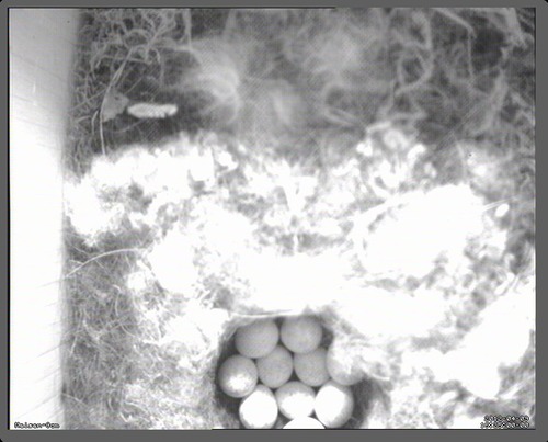 201204-meisen-cam-die-ersten-eier.jpg